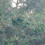 Full Day Jeep Safari in Chitwan National Park - The Experience in Detail