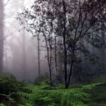 Full Day Leopard Safari at Yala and Traditional Curd Tasting - Exploring the Yala Safari Experience in Depth