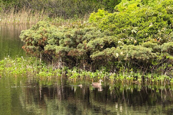 Full day Oirase Stream and Lake Towada Tour - Who Is This Tour Best For?