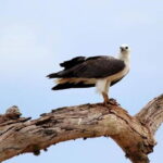 Full Day Private Safari at Yala National Park by La Safari Inn Tours - Who Will Love This Safari?