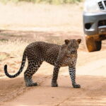 Full Day Private Safari at Yala National Park by La Safari Inn Tours - What to Expect from the Full Day Safari