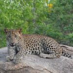 Full Day Safari Tour in Yala National Park - Frequently Asked Questions