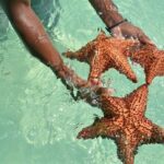 Full Day Saona Island Excursion with Lunch from Punta Cana - Final Thoughts: Who is This Tour Perfect For?