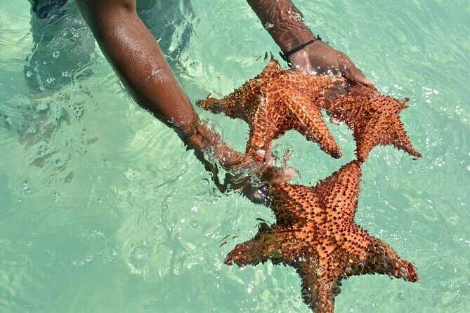 Full Day Saona Island Excursion with Lunch from Punta Cana - Final Thoughts: Who is This Tour Perfect For?