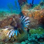 Full-Day Scuba Diving Catalina Island Tour from Bavaro - What to Expect from the Tour