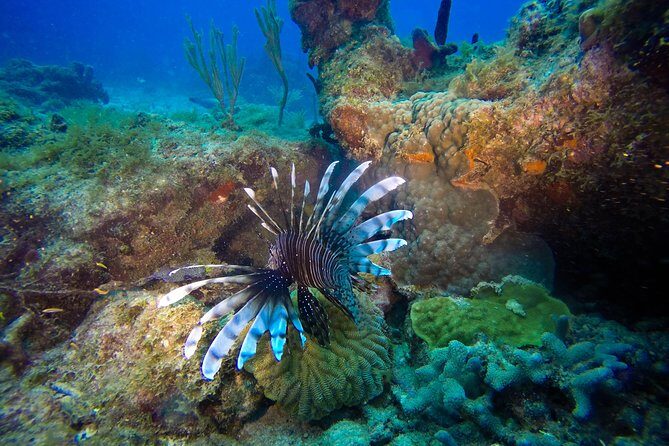 Full-Day Scuba Diving Catalina Island Tour from Bavaro - What to Expect from the Tour
