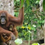 Full Day Sepilok Orangutan and Rainforest Discovery Centre Tour - Authentic Insights from Reviews
