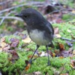 Full Day Small Group Routeburn Valley Hike - Whats Included and Whats Not