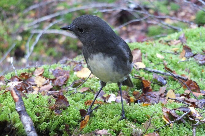 Full Day Small Group Routeburn Valley Hike - Whats Included and Whats Not