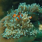 Full Day Snorkeling Tour to KohRok and KohHaa from KohLanta - Second Stop: Koh Haa Lagoon