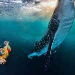 Full Day Sumbawa Tour and Swimming with Whale Sharks - What’s Included and Not Included