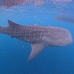 Full Day Sumbawa Tour and Swimming with Whale Sharks - Who Is This Tour Best For?