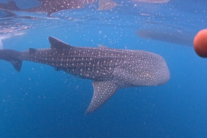 Full Day Sumbawa Tour and Swimming with Whale Sharks - Who Is This Tour Best For?