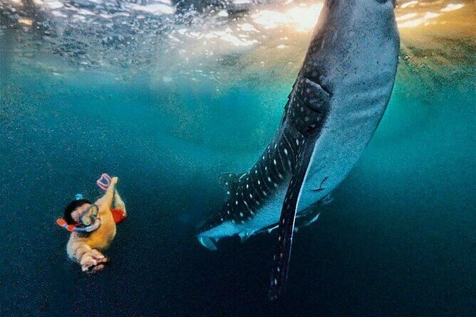 Full Day Sumbawa Tour and Swimming with Whale Sharks - What’s Included and Not Included