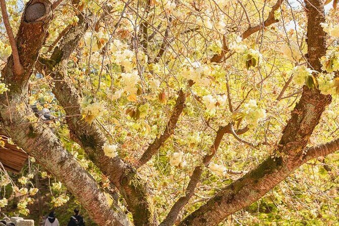 Full Day Tour in Seosan Gaesimsa, Munsusa and Suwon Hwaseong - Why Choose This Tour?