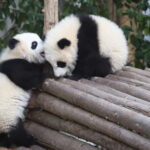 Full Day Tour to Chengdu Panda Centre and Sanxingdui Site - The Itinerary Unpacked