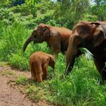 Full-day with CHIANGMAI ELEPHANT CARE and Sticky waterfall - Practical Tips for Future Travelers