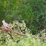 Fully Private Udawalawe National Park Safari Tour - Who Is This Tour Best For?