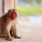 Fushimi Inari - Arashiyama: Torii Gates, Bamboo, Monkey Park - How the Tour Works in Practice