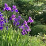 Futakotamagawa Suburban Gems Private Tour in Tokyo - The Itinerary: What You Can Expect