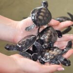 GALLE DAY TOUR from Rekawa/Tangalle/Hiriketiya/Talalla &More - A Deep Dive into the Experience