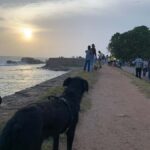 Galle Fort Walk with Elephant Painting & Local Ice cream - What You Can Expect on the Tour