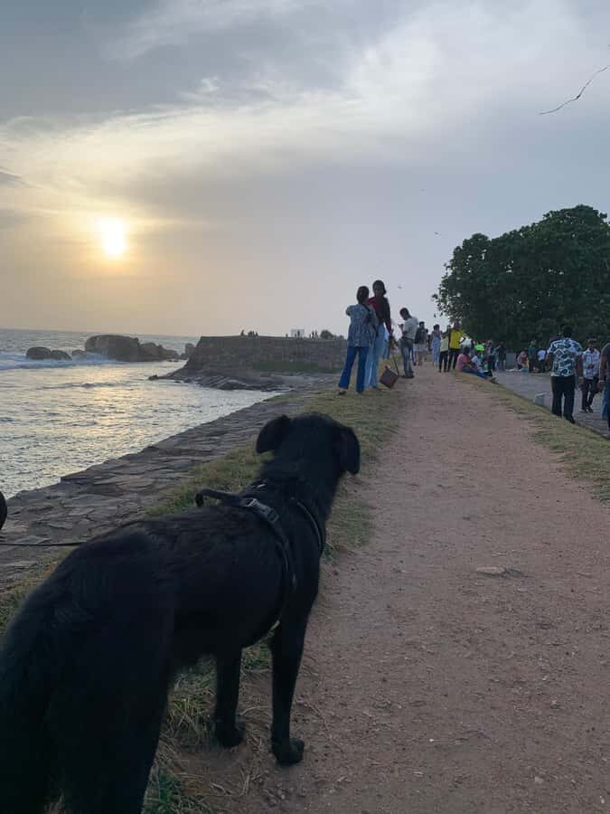 Galle Fort Walk with Elephant Painting & Local Ice cream - What You Can Expect on the Tour