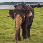 Galle/Mirissa/Hiriketiya: Drop to Ella & Udawalawa Safari - Exploring the Journey: From Coast to Highlands