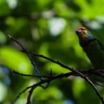 Galle/Mirissa: Koggala Lake Boat Safari and Kayaking Tour - Who Will Love This Tour?