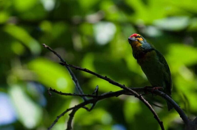Galle/Mirissa: Koggala Lake Boat Safari and Kayaking Tour - Who Will Love This Tour?