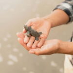 Galle Private Day Tours with Sea Turtles visit & Boat Safari - Turtle Conservation and Turtle Beach Visit