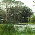 Gangaramaya Temple, Pettah & Street Food Tour - Detailed Breakdown of the Tour Experience