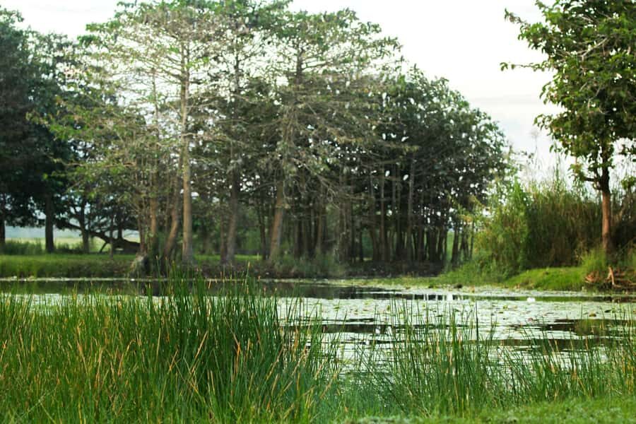 Gangaramaya Temple, Pettah & Street Food Tour - Detailed Breakdown of the Tour Experience