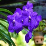 Garden of Sleeping Giant with Sabeto Hotspring Mudpool Tour - A Detailed Look at the Tour Experience