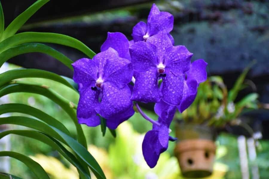 Garden of Sleeping Giant with Sabeto Hotspring Mudpool Tour - A Detailed Look at the Tour Experience