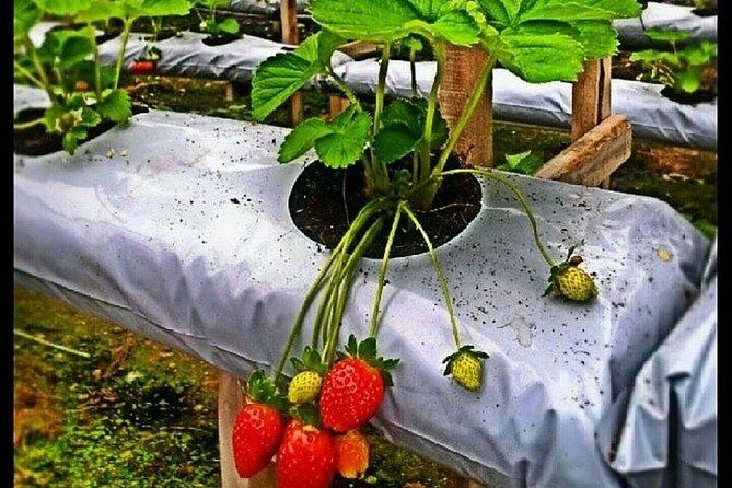 Genting Highland Day Tour - What’s Included and What’s Not