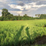 George Town: Balik Pulau Countryside Morning Cycling Tour - What Makes the Itinerary Special?