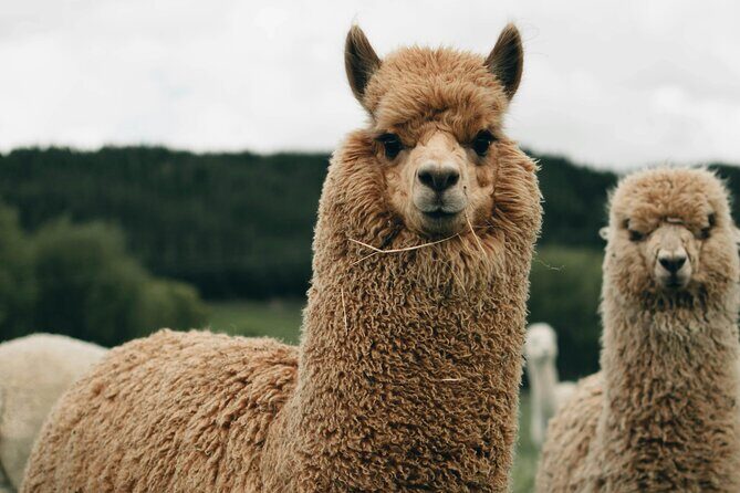 Geothermal & Nature Full Day Private Tour : Rotorua & Taupo - Value for Money