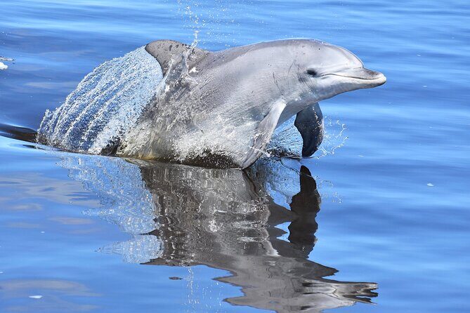 Giant and Dolphin Sightseeing Cruise in Mandurah - Who Will Love This Tour?