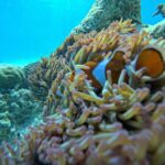 Gili Air: Private 3-Hour Snorkeling Tour with Photo Shoot - The Snorkeling Spots & Itinerary Breakdown