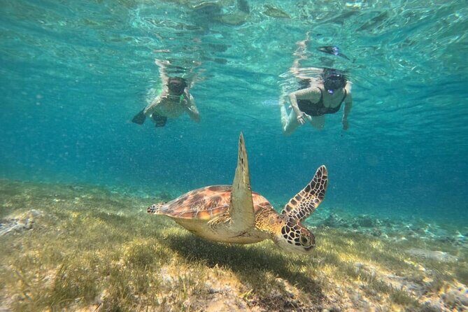 Gili Island Snorkeling Adventure Turtles Statues and Coral Garden - What the Tour Offers: A Balanced Look