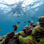 Gili island Tour - What the Tour Includes: A Deep Dive into Details