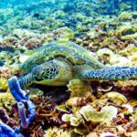 Gili Islands: Underwater Statue, snorkling, turtle sactuary - Who Should Consider This Tour?