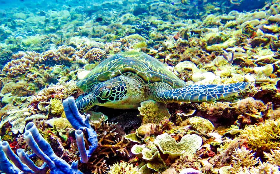 Gili Islands: Underwater Statue, snorkling, turtle sactuary - Who Should Consider This Tour?