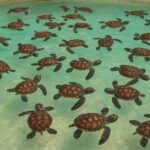 Gili Snorkeling Tour With GOPRO, Visit Turtles Sanctuary - The Real Experience: What Travelers Say