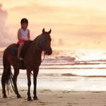 Gili Trawangan Beach Horseback Riding with Pickup Hotel - What Do Travelers Say? Insights from Reviews