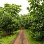 Gir National Park: Official Lion Safari with Hotel Pickup - What To Expect from the Safari