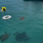 Glass Bottom Boat Snorkeling With Turtles & Shipwreck In Barbados - Who This Tour Is Perfect For