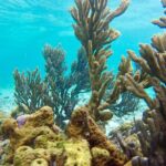 Glass Bottom Nylon Pool Tour in Buccoo Reef - Itinerary Breakdown: What to Expect