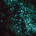 Glowworm Caves & Hamilton Gardens Day Tour from Auckland - What Does the Tour Offer in Terms of Value?